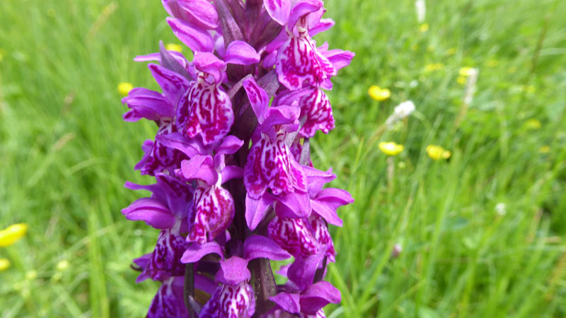 Dactylorhiza majalis subsp. alpestris ?....Passo Staulanza